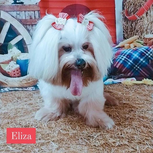 Cachorrinha branca de pelo longo com lacinhos no cenário Arraiá Pet