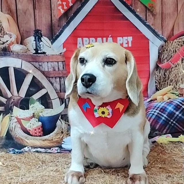 Beagle com gravatinha vermelha no cenário de festa junina