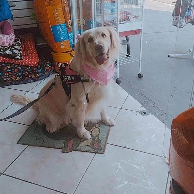 Golden retriever sentado na entrada da loja