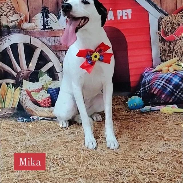 Cachorro branco e preto com laço vermelho no cenário junino